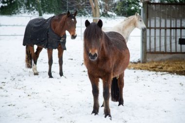 Pferde im Schnee, Cannoneer Photography